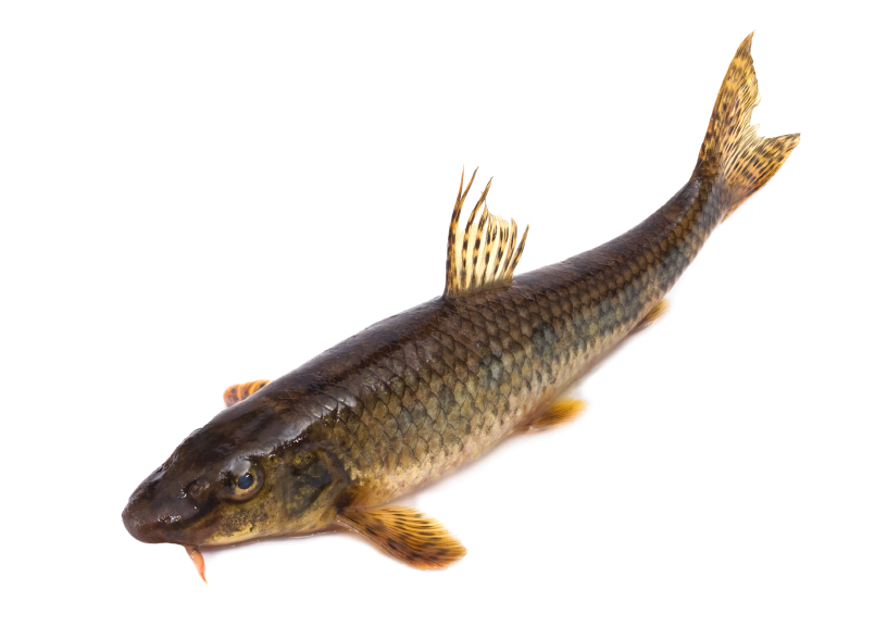 The gudgeon a fresh-water fish, it is isolated on a white background