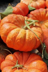 Image is a close up of a group of small orange pumpkins with stems and leaves.