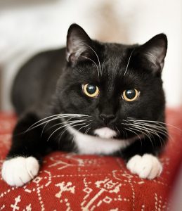 Image is of a close up of a domesticated black cat with white chest and paws little on a cushion.