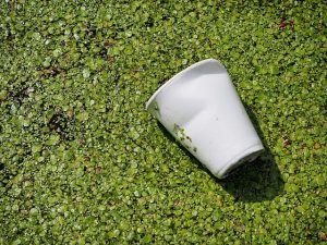 Image is of a polystyrene cup in a pond.