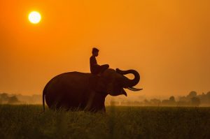 Image is a young boy riding on the back of an elephant in Cambodia.