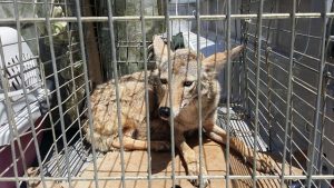 Image is a coyote in a cage.