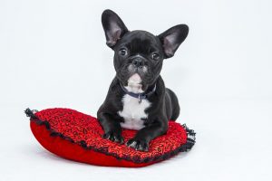 Image is a french bull dog sitting on a red pillow.