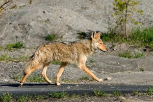 Image is a coyote walking on a paved road.