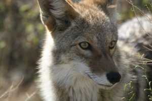 Image is a close up of a coyote in the wild.
