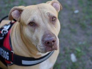 Image is of a Pit Bull Service dog.