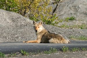 Image is a coyote sitting on a paved path.