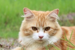Image is a close up of a cat sitting outside in the grass.
