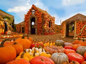 Image is of a pumpkin patch.