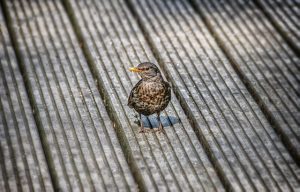 Image is a bird standing on a beach boardwalk.