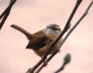 Image is a close up of a house wren sitting on a branch.