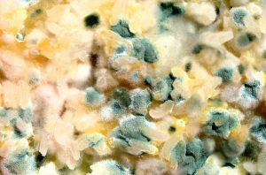 Image is a close up of mold growing on something.