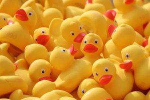 Image is a close up of a pile of rubber ducks.