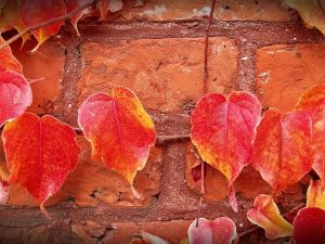 Image is a close up of a red brick wall with red autumn leaves against it.