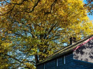 Image is a tall tree, leaves changing color, standing over the top of a house.