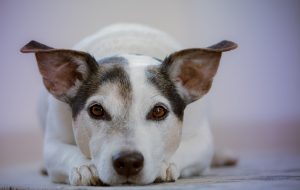 Image is a close up of a dog laying down facing the camera.